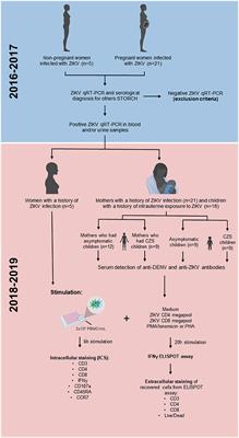 Differential Longevity of Memory CD4 and CD8 T Cells in a Cohort of the Mothers With a History of ZIKV Infection and Their Children